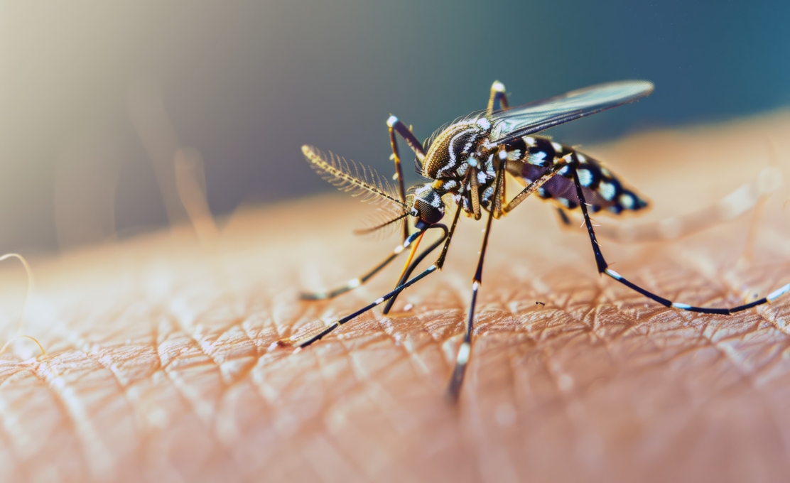 Contenda registra primeiras larvas de dengue