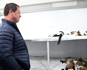 castrapet-contenda-2