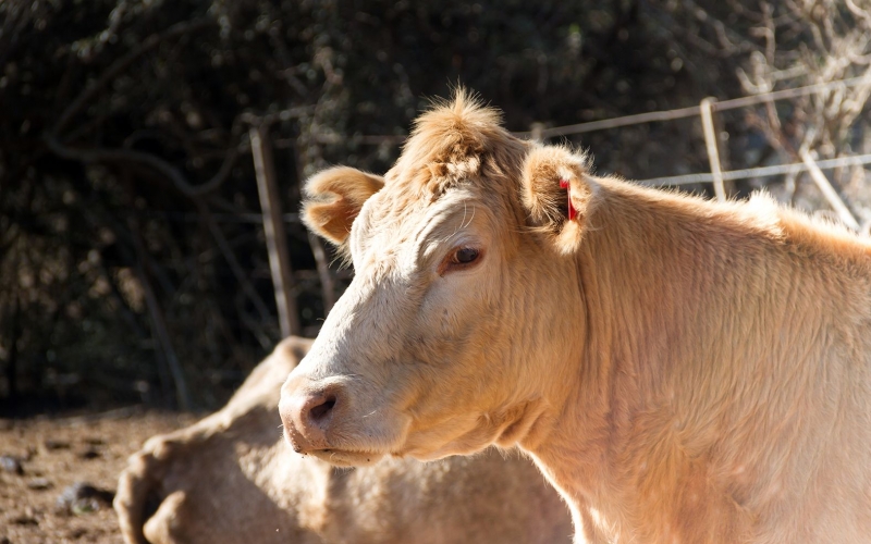 Contenda lança programa de inseminação artificial 