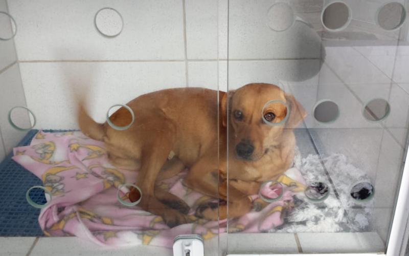 PROGRAMA DE CASTRAÇÃO DE CÃES